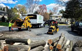 Moon Lake, FL Tree Care  Company